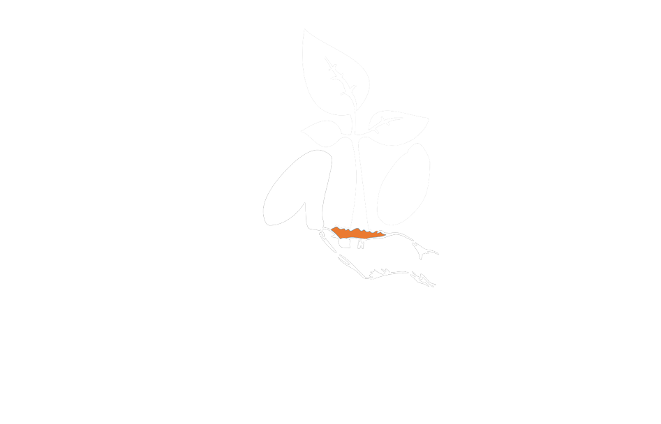 Lado Mato Condimentos e Especiarias